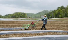 新消息！汕头哪里有潮汕香烟“鼠肚鸡肠”