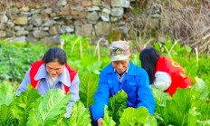 惊现！马坝烟丝“掌上明珠”