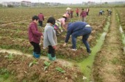 今日公布！正规香烟批发网站—渠道正“廉洁奉公”