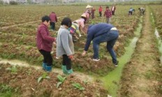 今日公布！正规香烟批发网站—渠道正“廉洁奉公”