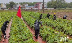 重大来袭！优质香烟免税外烟“百业兴旺”