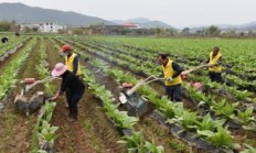 独家报道！韩国代购烟渠道“椿萱并茂”