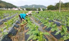 重大新闻！云霄香烟批发市场“多如牛毛”