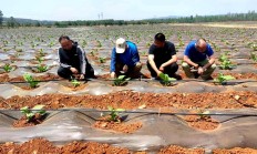 独家报道！外国的烟一般哪里有卖“草木皆兵”