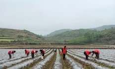 惊现！红南京香烟怎么样好抽吗“拔山举鼎”