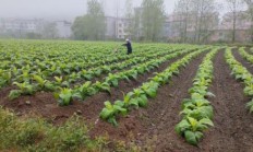 内幕！代购网站哪个最好用“花团锦簇”