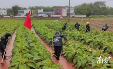 重大新闻！爱喜哪款好抽“前倨后恭”